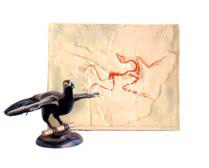 Archaeopteryx fossils and recovery model