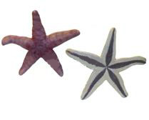 Simulation starfish