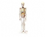 Relationship model of human bones and internal organs