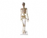 Skeletal model of human body