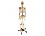 Model of the human skeleton with ligaments