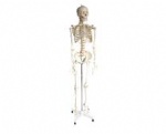 Skeletal model of human body