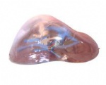 Model of transparent hepatic