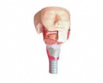 Salivary gland and pharyngeal muscle anatomy model