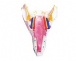 Throat wall muscle model