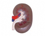 Kidneys enlarge