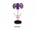 Female genitourinary system model