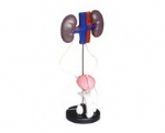 Male genitourinary system model