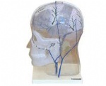 Model of intracranial venous anastomosis