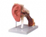 Ear model of the structure to enlarge