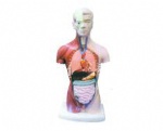 Asexual torso model