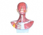 Head, face, face, neck dissection and external carotid artery with cloth