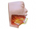 Anatomical model Submandibular Triangle