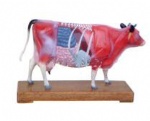 Cattle acupuncture model