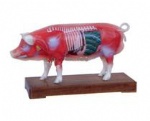 Acupuncture model in pigs