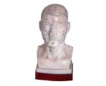 Four functional head acupoints acupuncture model