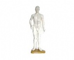 Meridian Qi Acupuncture Human Body Model double points