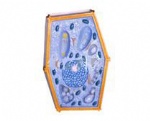 Plant cell model