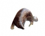 Simulation pangolin